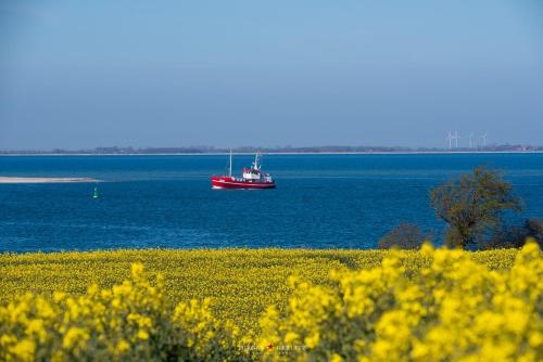 a red boat in the water with a field of flowers at Dornröschen 1 in Steinberg
