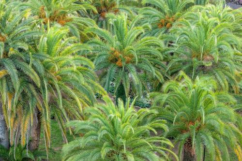 an aerial view of palm trees in a forest at Hôtel Campo Dell'oro in Ajaccio