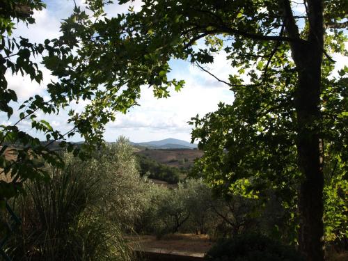 a view of the hills through the trees at Agriturismo Podere 3 Querce in Manciano