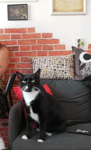 a black and white cat sitting on a couch at Hostel El Diablo in Belgrade