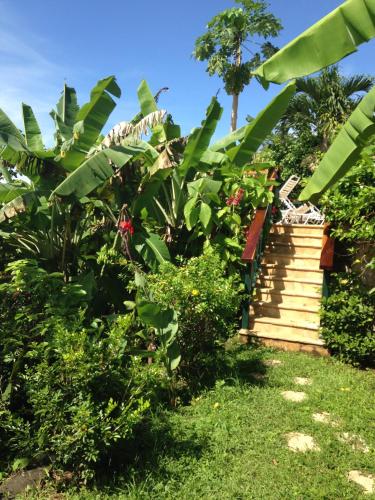 a garden with a bunch of banana trees at Villa Mango B&B in Nosara