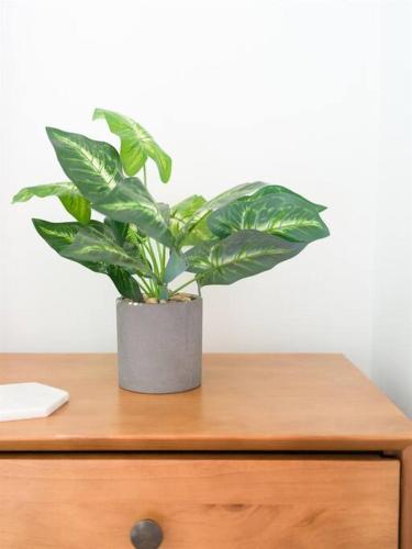 a potted plant sitting on top of a dresser at Family Renovated Home, Netflix, AC, WD, Putt Putt in Fullerton