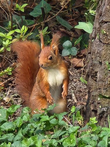 a squirrel sitting on the ground next to a tree at Au Balaway in Louey