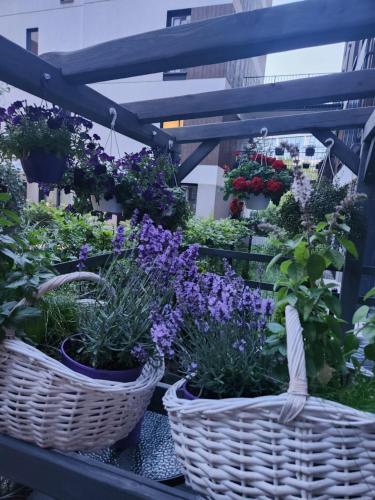 two baskets of flowers and plants in a greenhouse at WARSZAWA CENTRAL HOUSE - Studios in Warsaw with Private Jacuzzi, full access to Sauna, Gym and Billards - Studia z prywatnym Jacuzzi oraz dostępem do sauny, siłowni i bilarda in Warsaw