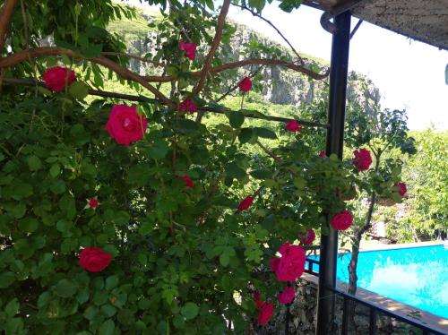 a bush of red roses growing next to a pool at ТИФАНИ - дом с бассейном у речки in Bjni