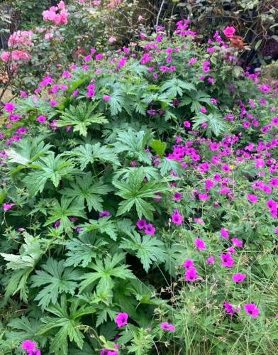 a bunch of pink flowers in a garden at Maison et son jardin situés dans le Condroz in Marchin