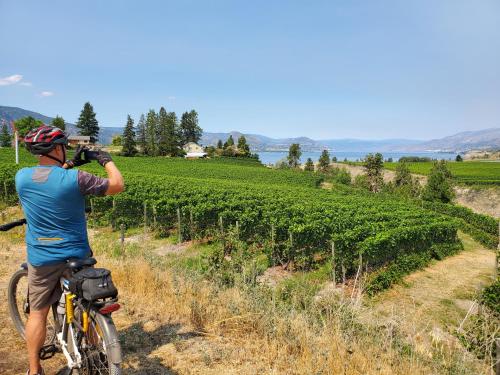 a man on a bike looking at a vineyard at Comfy KING Bed, Large private Basement Suite, Smart TV in Penticton- city of PEACHES AND BEACHES in Penticton