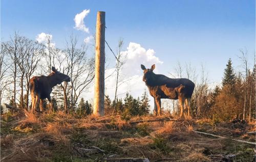 two animals standing on a hill next to a pole at Nice Home In Ulrichamn With Wifi in Ulricehamn