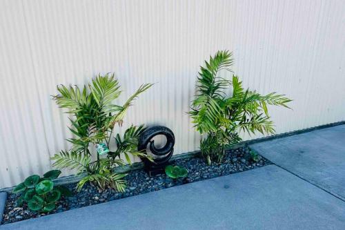 a group of plants sitting next to a wall at T Two Salty Shack - right across from the beach! in Papamoa