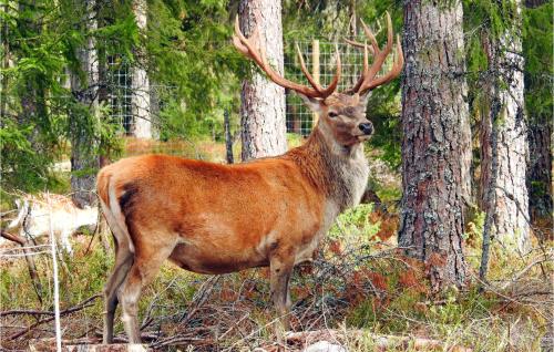 a deer with large antlers standing in the woods at Gorgeous Home In Kosta With Kitchen in Kosta