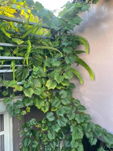 Dốc Garden Homestay Đà Lạtにある庭