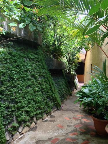 a garden with a wall with plants and a pathway at Villa Mango B&B in Nosara