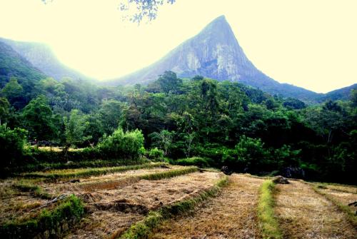 a mountain in the middle of a field with trees at Meemure Rawana Adawiya in Meemure