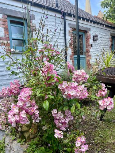 a garden of pink flowers in front of a house at Neptunes Rest in St Austell