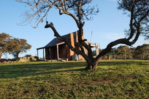 a tree in the grass in front of a building at Mancuso Country Cottage Retreat in Metcalfe