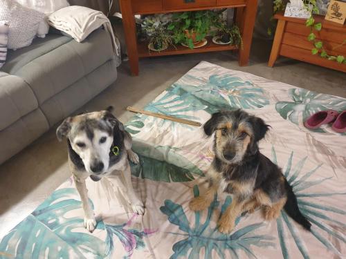 two dogs sitting on a bed in a living room at The Grays in Whangarei