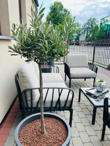 a potted tree in a pot on a patio at Astos Vila in Palanga
