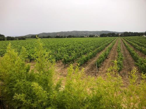 un champ de plants de soja dans le champ dans l'établissement Appartement 6 personnes, à La Londe-les-Maures