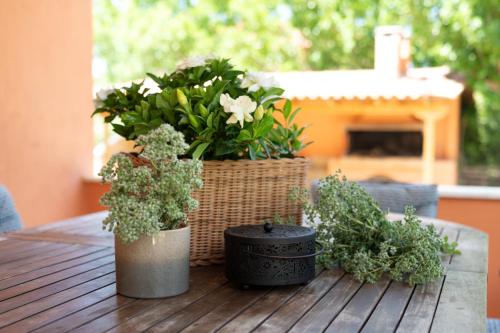 a table with three potted plants on top of it at Agrotospita Country Houses in Nafplio