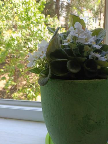 a green vase with white flowers in a window at In House in Tbilisi City