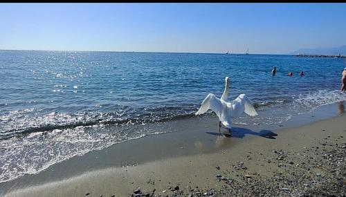 a white bird standing on a beach near the water at Casa Jasmine in Camporosso
