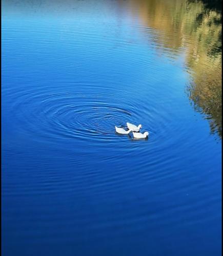 two ducks swimming in a body of water at Casa Jasmine in Camporosso