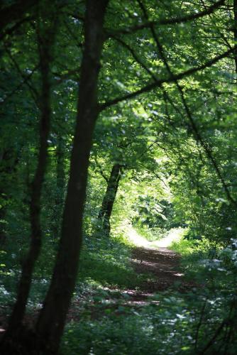 a path in a wooded area with trees at The Seven Hotel in Esch-sur-Alzette