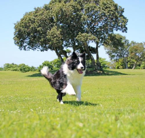 Domácí mazlíčci ubytovaní s hosty v ubytování Nanki Shirahama Dog Paradise