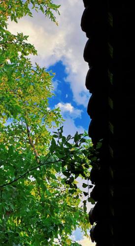 a view of the sky through the leaves of trees at Elsewhere Hotel Inn North Street Branch in Pingyao