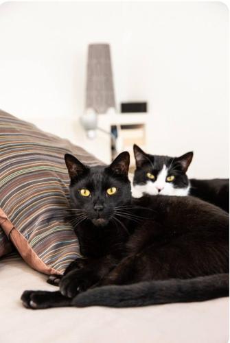 deux chats noirs et blancs allongés sur un oreiller dans l'établissement Villa Ocre et Bleue à Hyères YourHostHelper, à Hyères