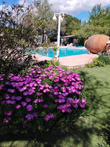 un jardin avec des fleurs violettes à côté d'une piscine dans l'établissement Appartement 3 chambres à Aigues-Mortes, à Aigues-Mortes