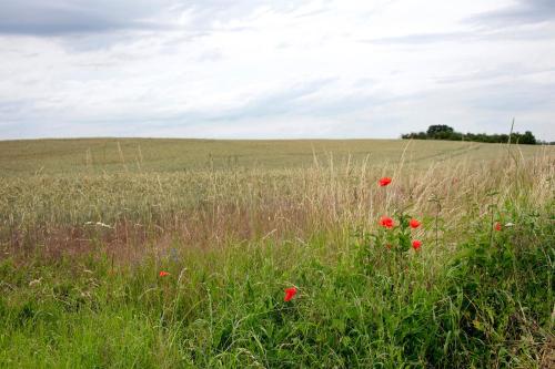 a field with red poppies in the grass at Haus Meistereck Melzow in Melzow