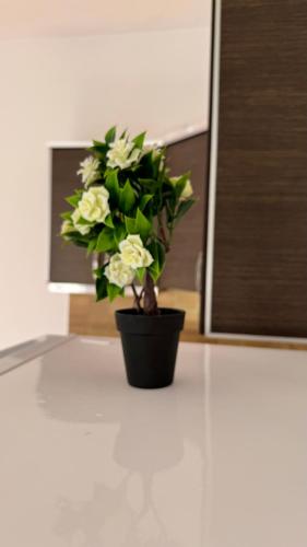a plant in a black pot on a floor at Amel's Apartments Comfortable Family Stay Near Orikum Beach in Orikum