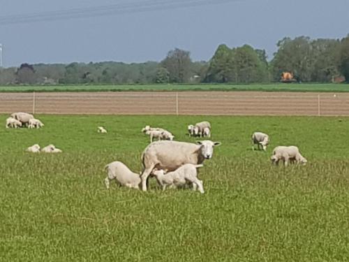 a herd of sheep grazing in a field of grass at MemHill in Exloo