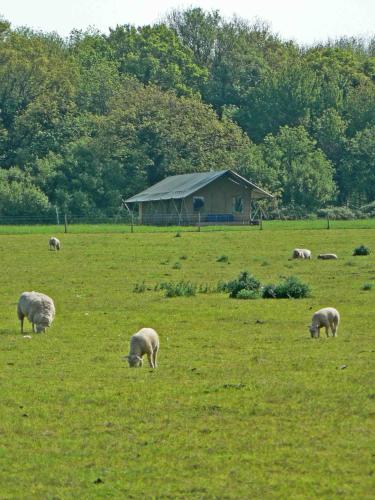 a herd of sheep grazing in a field at Summerfield in Sedgeford