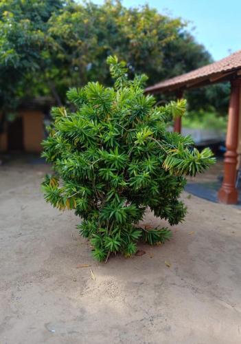 a small green bush sitting on the ground at Dolphin Village in Kalpitiya