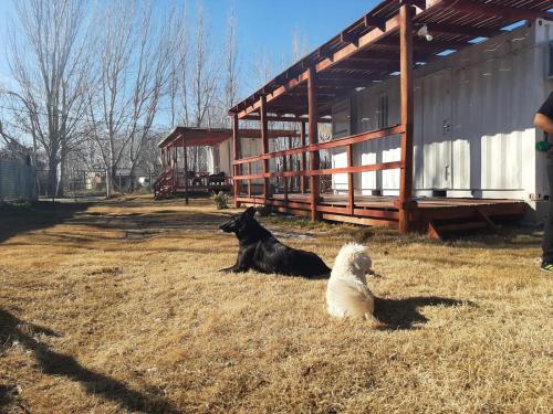 two dogs sitting in the grass next to a building at La Campigna, Neuquen in Plottier