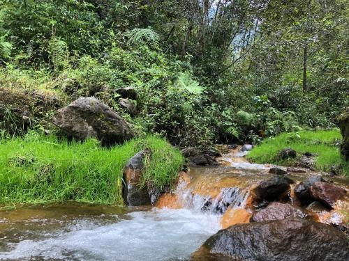 ein Wasserstrom mit Felsen in einem Wald in der Unterkunft Nordic Room in Baños