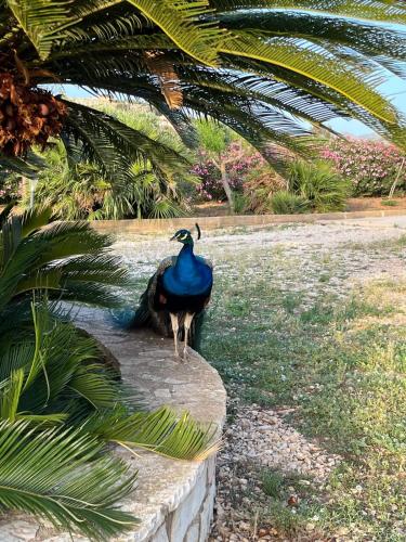 a peacock is standing on a stone wall at Villa Lea in Custonaci