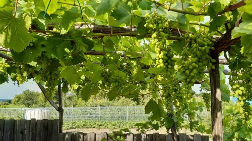 a bunch of green grapes hanging from a tree at Ferienhaus Radlwiesn in Sankt Margarethen im Burgenland