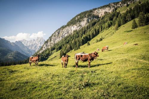 Altri animali domestici presso l'appartamento o nei dintorni