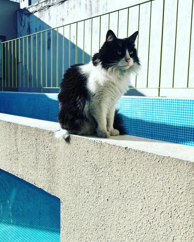 a black and white cat sitting on a wall at Marcel de Buenos Aires in Buenos Aires