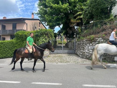 Zvířata v apartmánu nebo okolí
