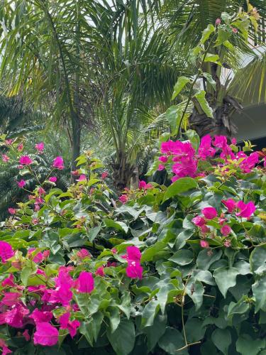 a bunch of pink flowers in a garden at Private Oasis with Incredible Views in St Thomas
