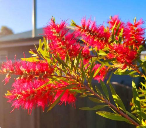 a bunch of red flowers on a tree at Convenience Plus in Warwick