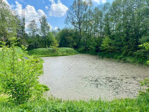 a river with grass and trees in the background at Stylově romantická venkovská chalupa Mlýnské Struhadlo in Mlýnské Struhadlo
