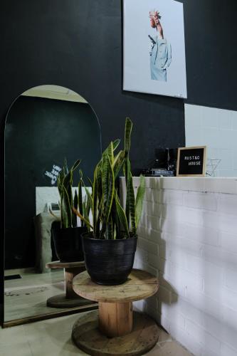two potted plants sitting on a table in a store at Apto Rústico,Estilo y Encanto. in Armenia