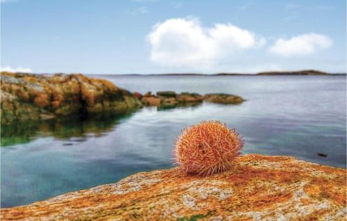 a cactus sitting on top of a rock near the water at Holiday Home Vallersund Nausthylla Haldorhamn in Drilen