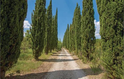 a road through a row of trees in a field at Poggialino in Sasso Pisano