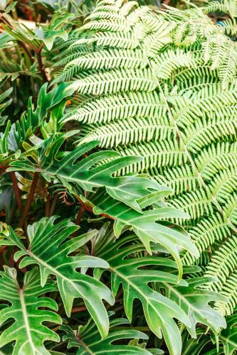 a green plant with lots of green leaves at Driftwood Callala Plus - Jervis Bay Getaway - 10 Guests! in Callala Bay